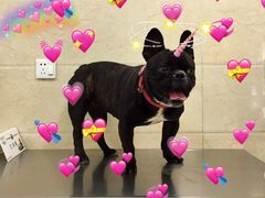 -仁华宠物医院(青羊店)