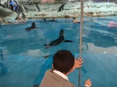 -帝企鹅自助餐厅•儿童岛•真企鹅(长隆企鹅酒店)