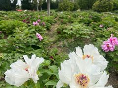 -合肥三国新城遗址公园