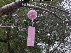 -高东镇樱花园