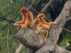 -深圳野生动物园