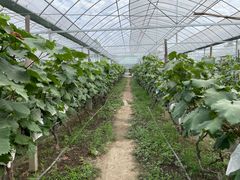 -马陆小张葡萄园农家乐