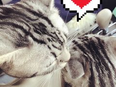 -瑞派长江宠物医院·猫科·外科·24小时夜护(谊城公寓分院)