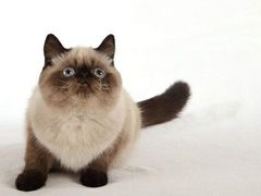 -艾吉宠物医院·疑难杂症转诊中心·猫友好(碧江路院)