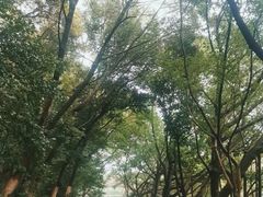 -番禺大夫山森林公园