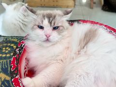 -平行世界·猫咖(首经贸店)