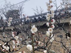 -天龙寺