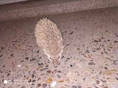 -管氏翅吧(地安门创始店)