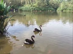 -成都大熊猫繁育研究基地