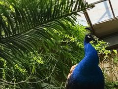 -呀路古热带植物园