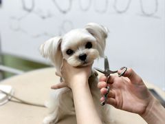 -鑫艺宠物美容培训学校