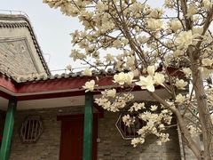 -天津大悲禅院