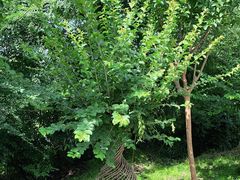 -武汉紫薇都市田园