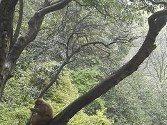 -贵州森林野生动物园