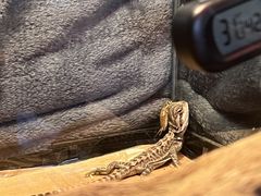 -酷以爬仙阁实体爬宠店·守宫·蜥蜴·专业繁育