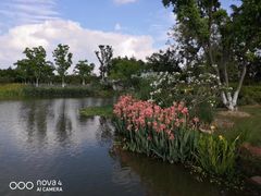 -上海长兴岛郊野公园