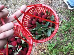 -西山樟坞健康果园枇杷杨梅采摘