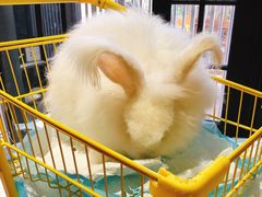 -猫色咖啡·猫咖