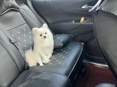 -宠福鑫康馨动物医院·骨科·眼科