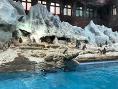 -帝企鹅自助餐厅•儿童岛•真企鹅(长隆企鹅酒店)