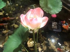 -徽镇小厨·经典徽菜(十里河店)