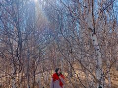 -御道口草原森林风景区