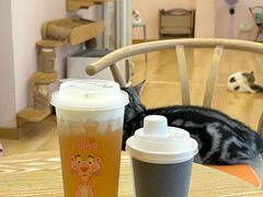 -猫咪派对(江南西店)