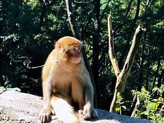 -黔灵山公园