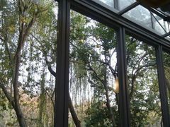 玻璃墙外的柚子树-星巴克(西湖天地店)
