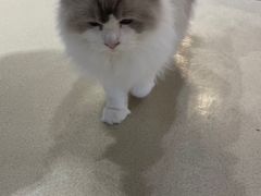 -藏猫猫咖啡主题馆(中央大道店)