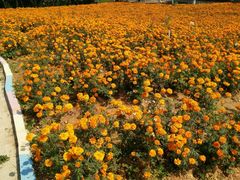 -松山湖梦幻百花洲