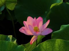 -荷塘月色湿地公园·向阳花洲