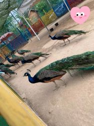 -萌宠亲子动物乐园(槐房万达店)