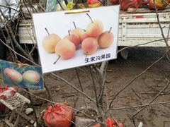 -蒲河大集