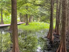 -溱湖国家湿地公园