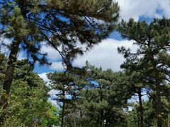 -北京西山国家森林公园