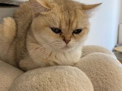 -有喵·猫咖·狗咖·30几只猫10只小狗(岗厦店)