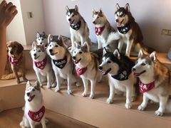 -Husky Go! 哈士奇体验馆·宠物咖啡厅狗咖