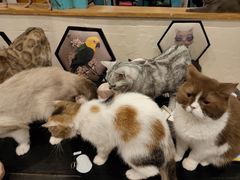 -猫小院猫主题咖啡厅(北锣店)