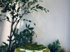 -六六·抹茶66’s SALDessert(保利时光里店)