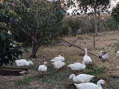 -芒洲湿地公园