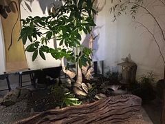 -成川茶店·潮汕工夫浓茶(万象店)