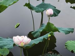 -荷塘月色湿地公园·向阳花洲