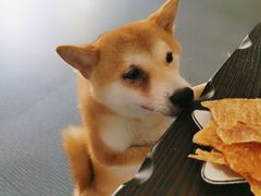 -柴源莊·柴小宠柴犬咖啡