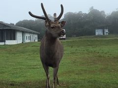 -霍顿平原国家公园
