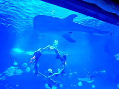 -烟台海昌鲸鲨海洋公园