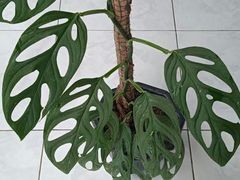 -维乐口腔医院(福清院)