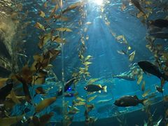 -瑞普利水族馆