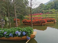 -深圳仙湖植物园