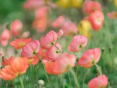 -鹅湖玫瑰文化园